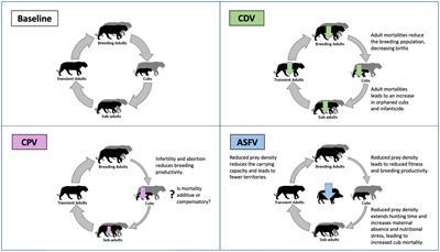 Disease threats to tigers and their prey